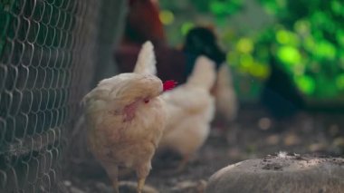 Kurumuş çimenlikteki tavuklar. Beyaz tavuklar, yaz günü çiftlikte, etrafını saran kurumuş çimenlerin üzerinde yürüyor.