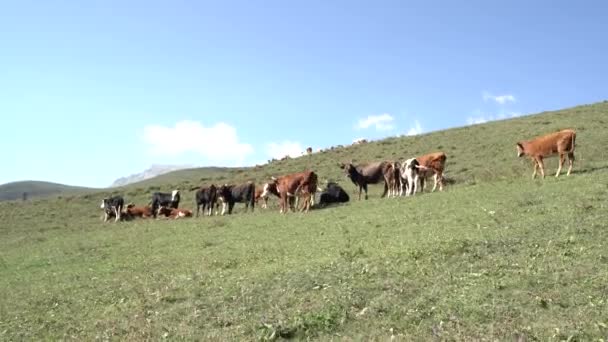 Vacas Pastar Prado Verde Rebanho Vacas Domésticas Pastando Vale Exuberante — Vídeo de Stock