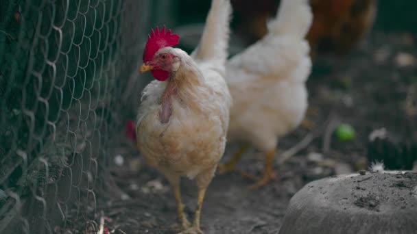 Pollos Sobre Hierba Seca Recinto Gallinas Blancas Caminando Sobre Montón — Vídeo de stock