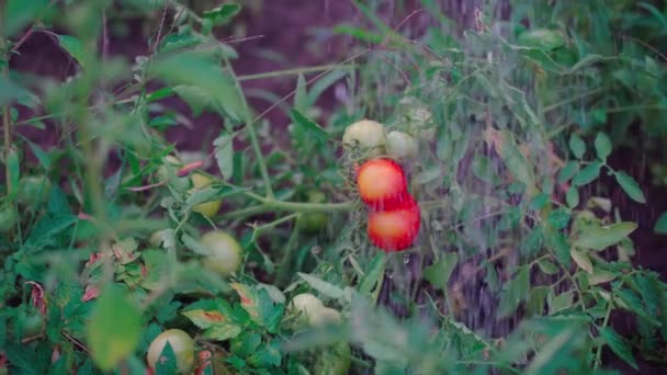 Κοντινό Πλάνο Ποτίσματος Τοματών Που Καλλιεργούνται Λαχανόκηπο Έννοια Των Βιολογικών — Αρχείο Βίντεο