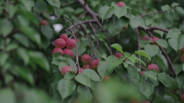 Close Branches Apricot Garden Apricots Growing Tree Summertime Concept Organic — Stock Video