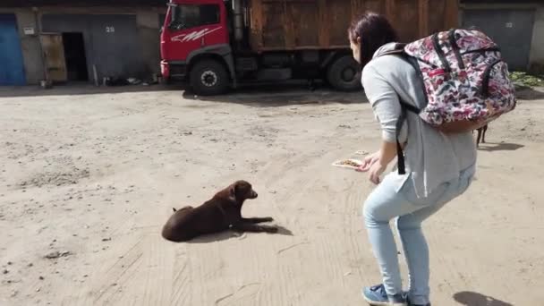 Voronej Rusia Iulie 2020 Femeie Hrănește Câine Fără Stăpân Câine — Videoclip de stoc