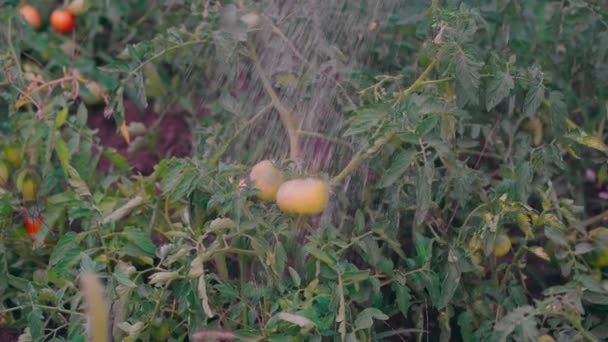 Sebze Bahçesinde Yetişen Domateslere Yakın Çekim Organik Ürünler Çevre Dostu — Stok video