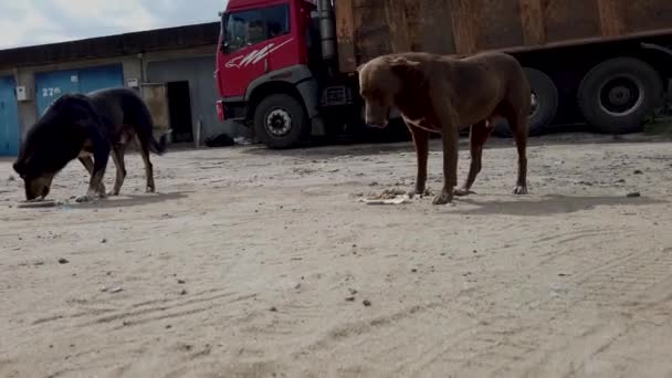 Cães Rasteiros Mastigar Comida Rua Cães Obedientes Comem Comida Uma — Vídeo de Stock