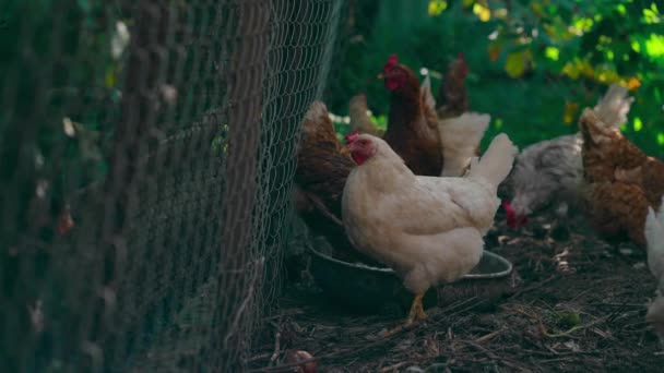 Pollos Sobre Hierba Seca Recinto Gallinas Caminando Sobre Montón Hierba — Vídeos de Stock