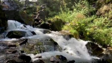 Dağ nehri taştan kıyıya doğru akıyor. Temiz su yolu güneşli havada taşların üzerinden akar..
