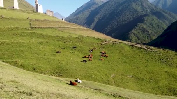 Vacas pastando en prado verde. Manada de vacas domésticas pastando en un valle exuberante en un día soleado bajo el cielo azul — Vídeos de Stock