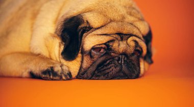 Tatlı pug, parlak turuncu arka planda yatarken kameraya bakıyor.