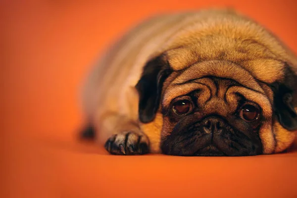 Αξιολάτρευτο Pug Κοιτάζοντας Κάμερα Ενώ Βρίσκεται Και Στηρίζεται Φωτεινό Πορτοκαλί — Φωτογραφία Αρχείου