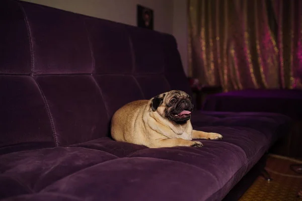 Chien Drôle Reposant Sur Canapé Mignon Carlin Avec Langue Collante — Photo