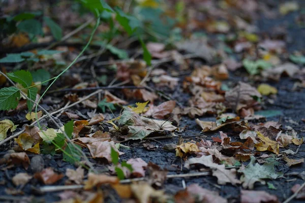 Zbliżenie Ziemi Opadłych Liści Sezonie Jesiennym Różne Suche Liście Ziemi — Zdjęcie stockowe