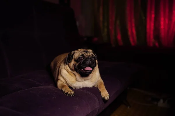 Chien Drôle Reposant Sur Canapé Mignon Carlin Avec Langue Collante — Photo