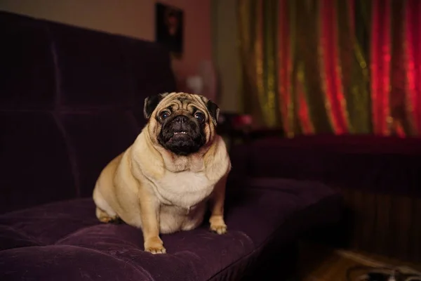Vtipný Pug Sedí Doma Gauči Roztomilý Pes Odpočívající Gauči — Stock fotografie