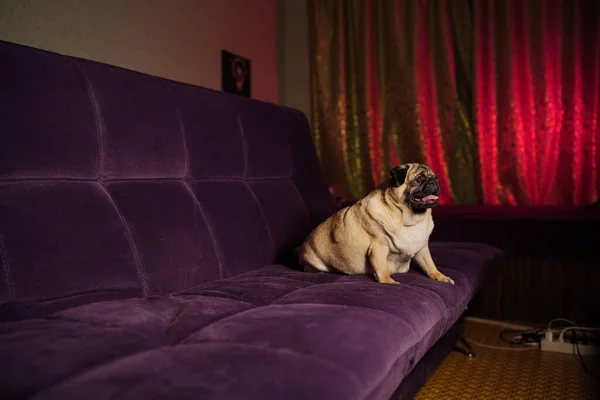 Cão Engraçado Descansando Sofá Pug Bonito Com Língua Saindo Relaxante — Fotografia de Stock