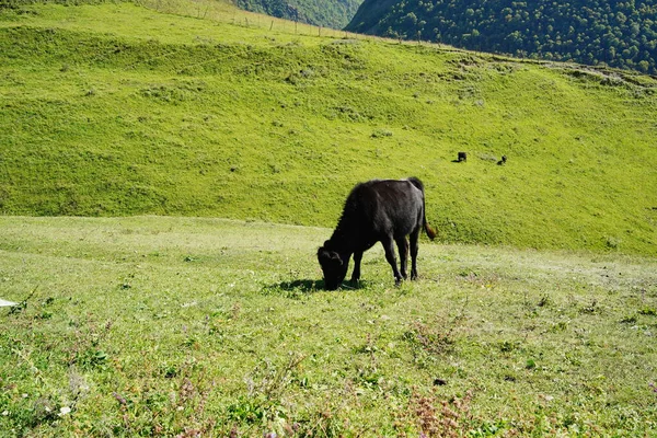 Vacas Pastando Prado Verde Manada Vacas Domésticas Pastando Valle Exuberante — Foto de Stock