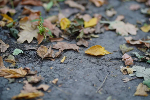 Zbliżenie Ziemi Opadłych Liści Sezonie Jesiennym Różne Suche Liście Ziemi — Zdjęcie stockowe