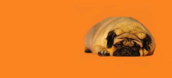 Liebenswerter Mops Der Liegen Und Liegen Auf Leuchtend Orangefarbenem Hintergrund — Stockfoto