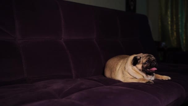 Pug Engraçado Sentado Sofá Casa Cão Bonito Descansando Sofá — Vídeo de Stock