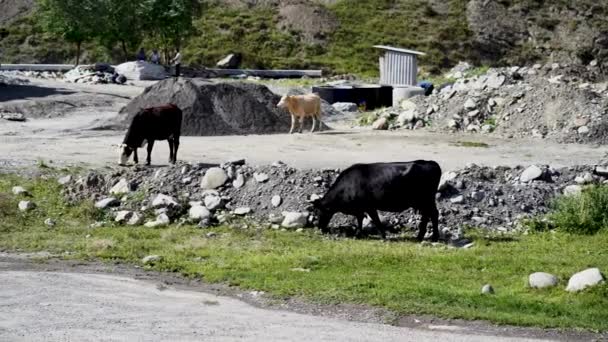 Vacas Caminando Sitio Construcción Verano Animales Comiendo Hierba Verde Terreno — Vídeos de Stock