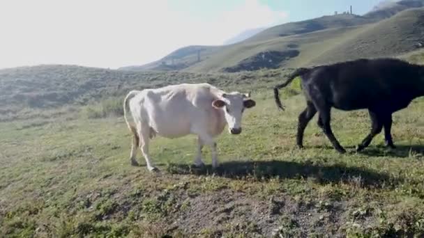 奶牛在绿色的草地上吃草 晴天下 家养奶牛在繁茂的山谷里放牧 — 图库视频影像