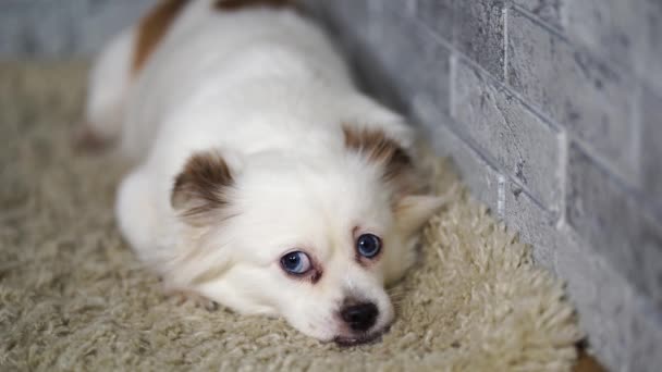 Piccolo cane rilassato sdraiato sul tappeto. Piccolo cane bianco con gli occhi azzurri sdraiato su un tappeto leggero a casa — Video Stock