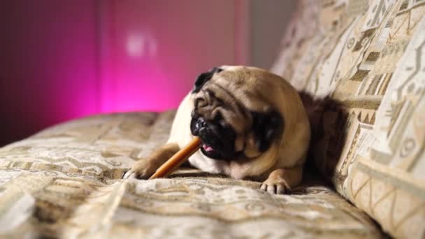 Lustiger Mops Der Hause Auf Der Couch Sitzt Niedlicher Hund — Stockvideo