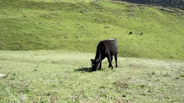 緑の牧草地で牛の放牧 晴れた日には緑豊かな谷で家畜牛の放牧 — ストック動画
