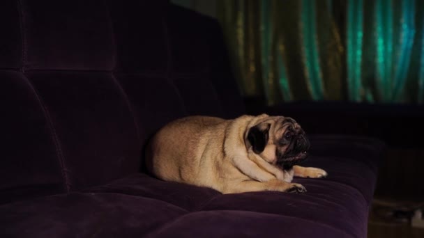 Pug Engraçado Sentado Sofá Casa Cão Bonito Descansando Sofá — Vídeo de Stock