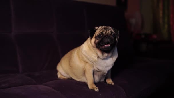 Pug Engraçado Sentado Sofá Casa Cão Bonito Descansando Sofá — Vídeo de Stock