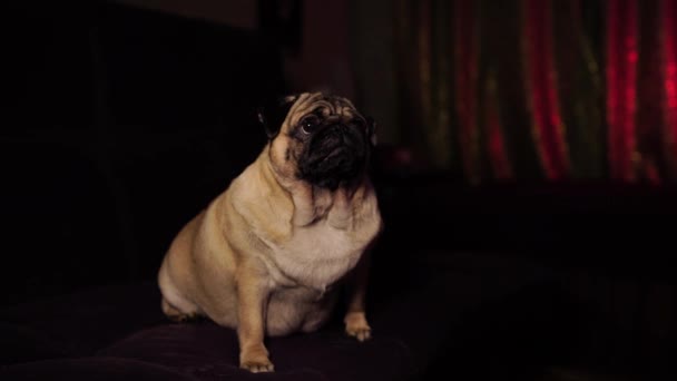 Funny Dog Resting Sofa Cute Pug Relaxing Comfortable Couch Cozy — Stock Video