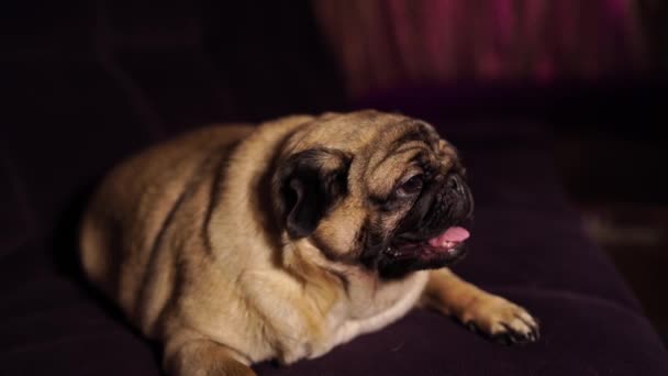 Pug Divertido Sentado Sofá Casa Lindo Perro Descansando Sofá — Vídeos de Stock