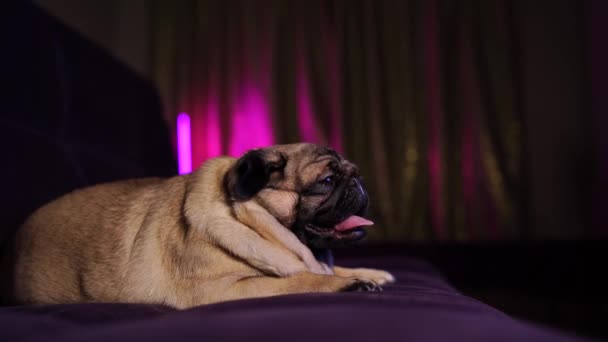 Αστείο Σκυλάκι Κάθεται Στον Καναπέ Στο Σπίτι Χαριτωμένο Σκυλί Ξεκουράζεται — Αρχείο Βίντεο