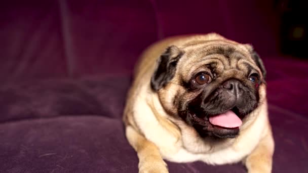 Αστείο Σκυλάκι Κάθεται Στον Καναπέ Στο Σπίτι Χαριτωμένο Σκυλί Ξεκουράζεται — Αρχείο Βίντεο