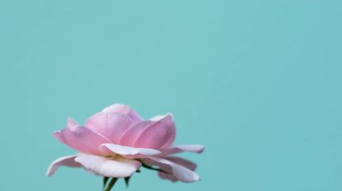 Pastel mavi arka plan ile gül pembe renk. Alan metni kopyalayın. Şablonu alay. Duvar kağıdı, düğün kartları, web sayfa başlığı için kullanılabilir 