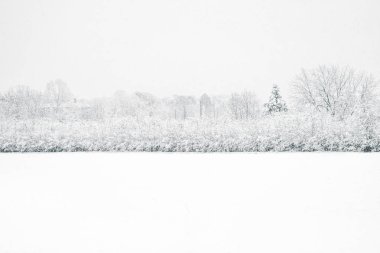 Güzel kış manzara orman, karla kaplı ağaçlar ile