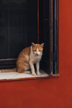 Kırmızı tekir kedicik pencere eşiğine otur.