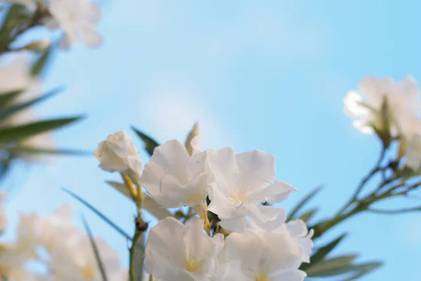 Flores Oleander Con Albaricoque Blanco Rosa Sobre Fondo Cielo Azul —  Fotos de Stock