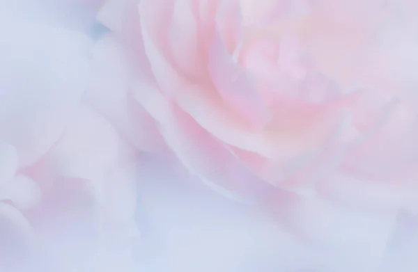 Flor Primavera Verão Florescendo Rosa Rosa Mosqueta Tonificado Fundo Flor — Fotografia de Stock