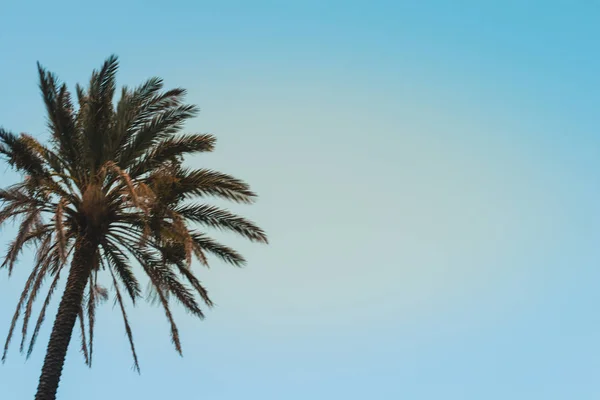 Palm Tree Vintage Céu Verão Claro — Fotografia de Stock