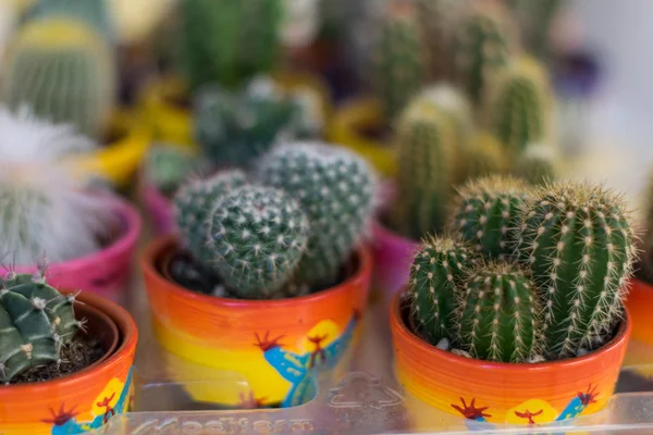 Colección Varios Cactus Expanding Cactus Planta Popular Invernadero Fotos de stock libres de derechos