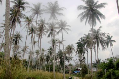 Tayland, Budizm, pangan, samui, orman, gök, deniz, dinlenme