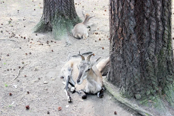 Árvore Alojamento Plantas Animais Jardim Zoológico Animais Selvagens Novosibirsk Sibéria — Fotografia de Stock