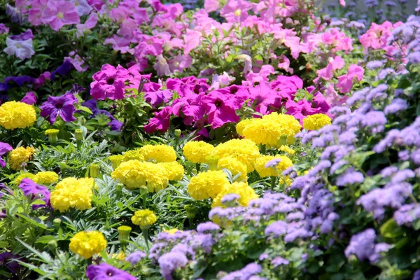 Квіти Цвітіння Рослини Кущі Літо Барвисті Фарби Жовтий Рожевий Махровий Ліцензійні Стокові Зображення