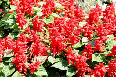 çiçekler, çiçek, bitkiler, çalılar, yaz, renkli, boya, sarı, pembe, terry, flowerbed, çarpma, çeşitli, gökkuşağı, altay, çim, dekor, dekorasyon