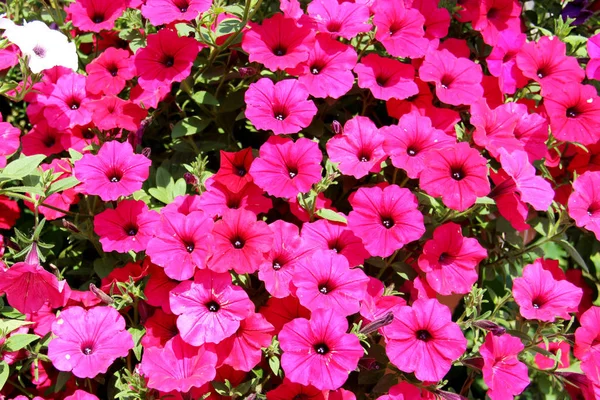 Bloemen Bloei Planten Struiken Zomer Kleurrijke Verf Geel Roze Terry — Stockfoto