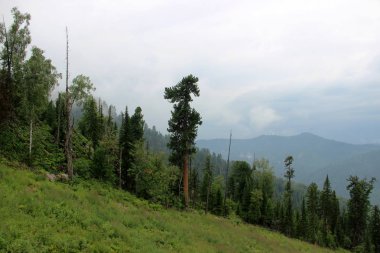 dağlar, peyzaj, tayga, Sibirya, yamaçları, bulutlar, Vadisi, çam, Sedir, köy, mavi, sis, spor, aktif, altay, göl, çim, ağaçlar, bitkiler, vahşi orman, taşlar, tazelik