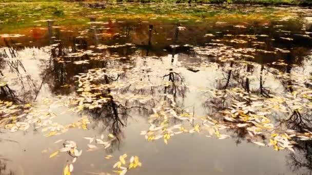 View Beautiful Lake Forest Autumn Colorful Foliage — Stock Video