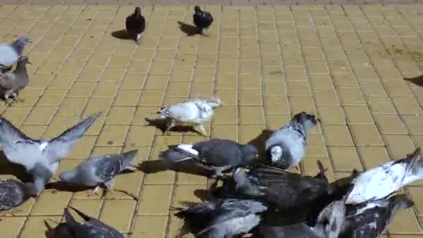 Taubenschwarm Füttert Den Stadtpark — Stockvideo