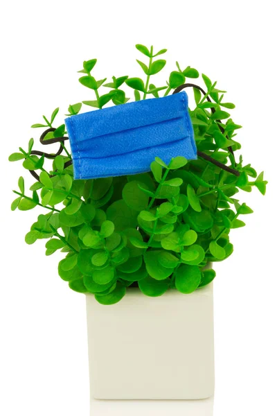 Concept Green Flower Leaves Plant White Pot Blue Medical Mask — Stock Photo, Image