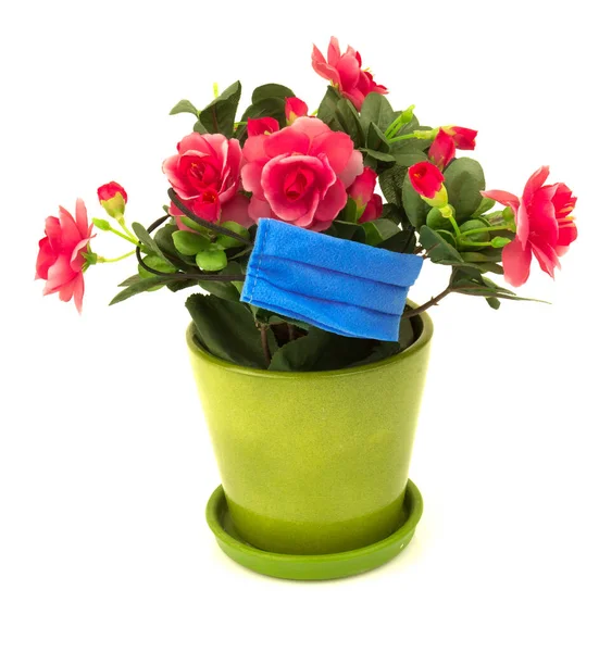 Concept Flower Roses Leaves Plant Green Pot Blue Medical Mask — Stock Photo, Image